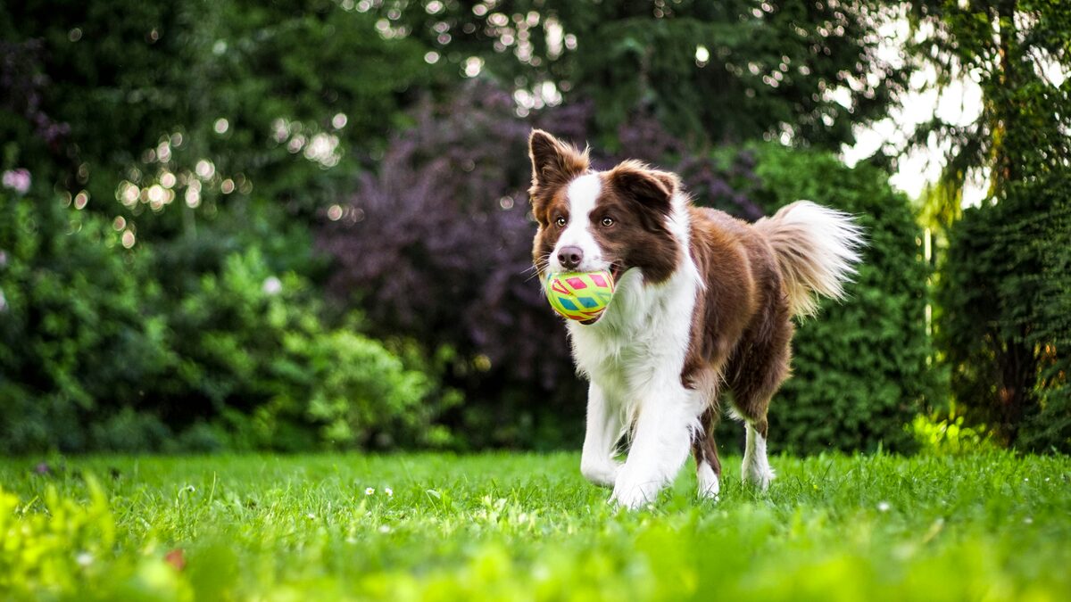 Dog running through a field on a woodland path