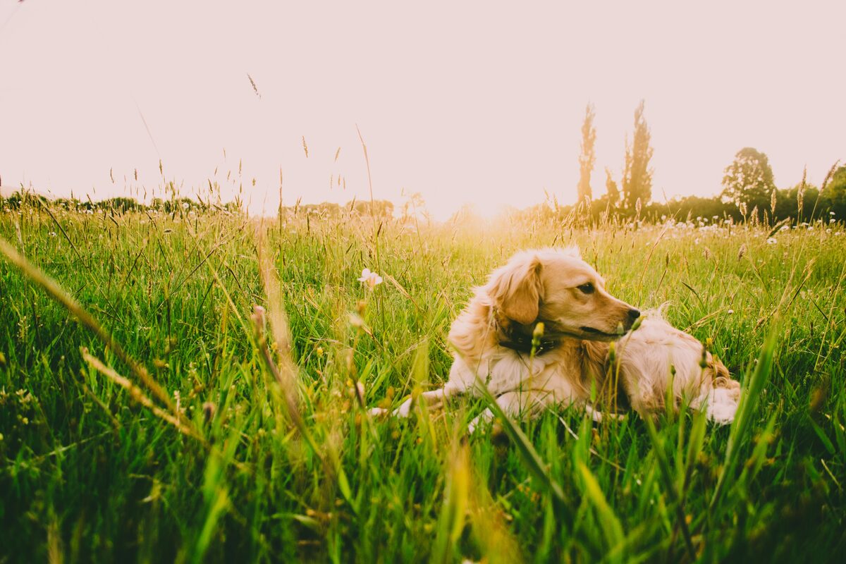 Dog play-fighting with a stick in the grass