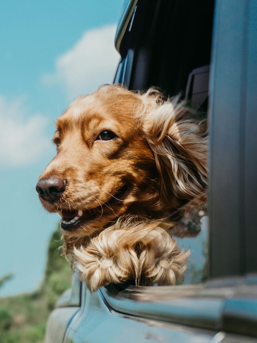 Dog sitting attentively outdoors