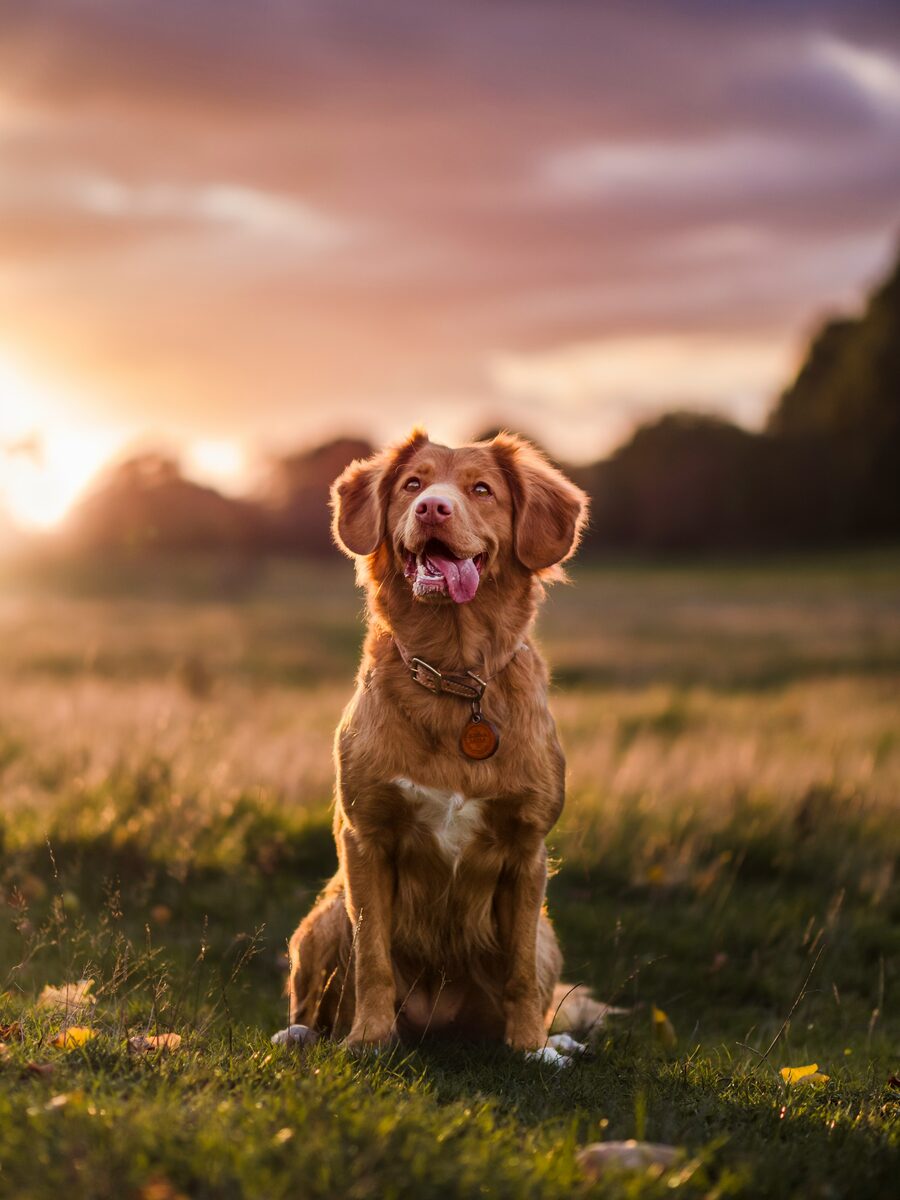Dog mid-run across an open field