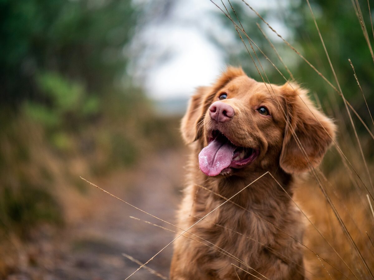 Close-up portrait of a dog outdoors