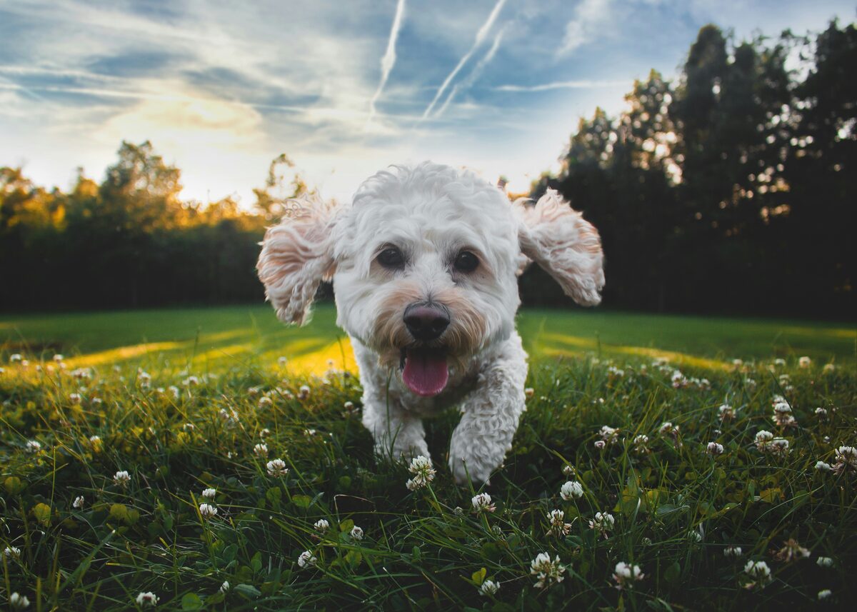 Dog exploring long grass in the sunshine