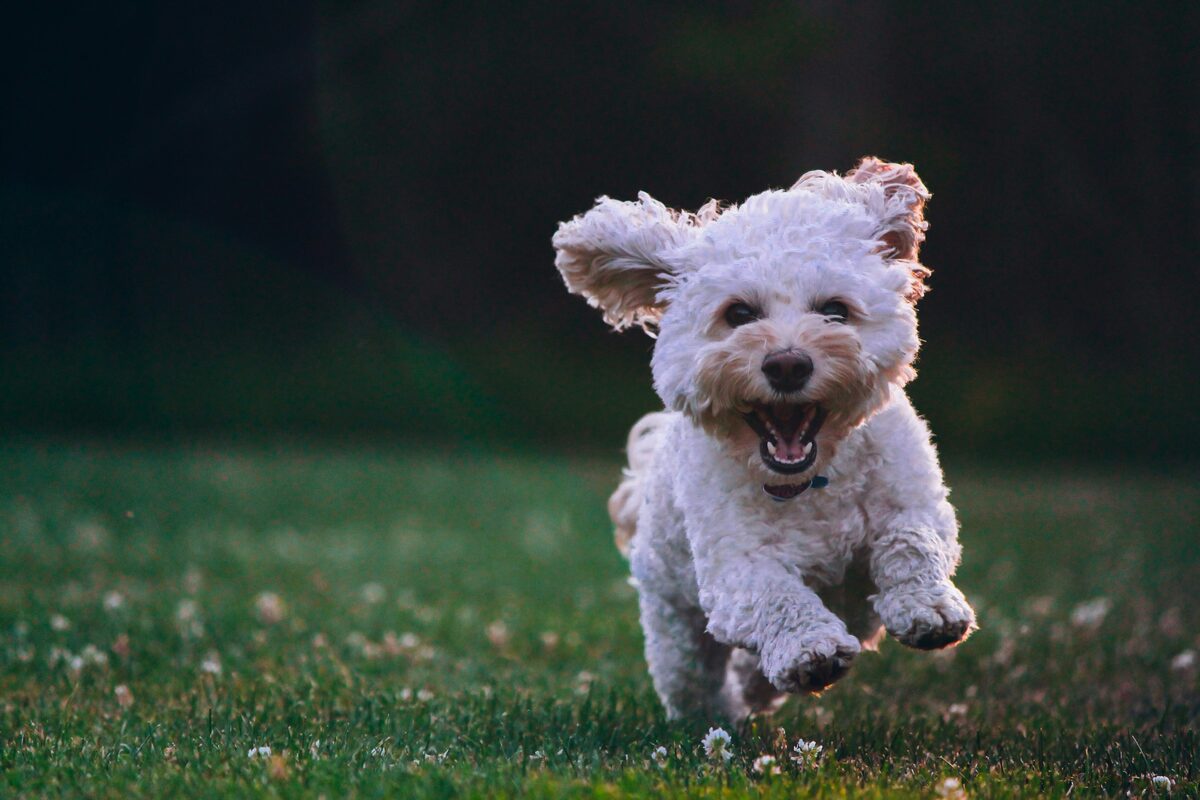 Dog standing alert in an open field