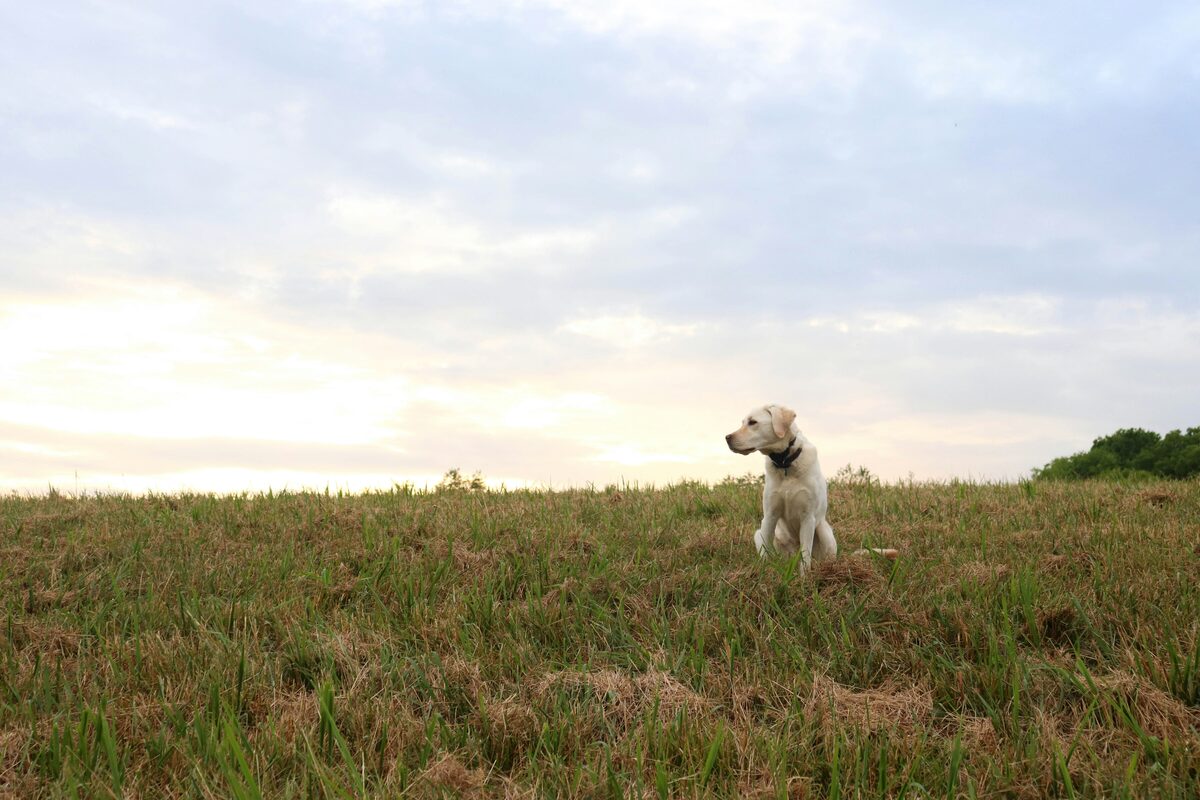 Dog enjoying an open-air run