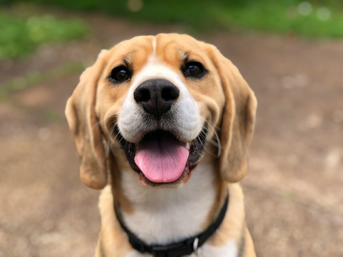 Dog resting happily in the field