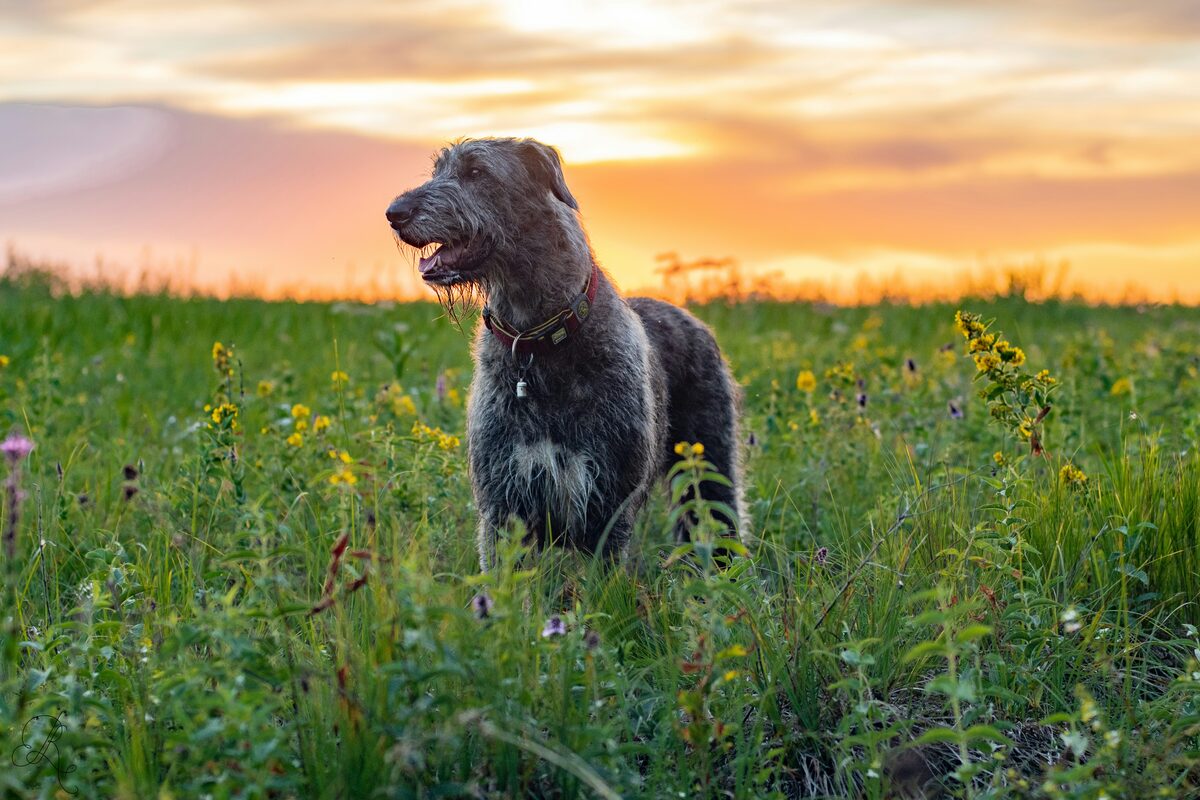 Dog bounding across the grass
