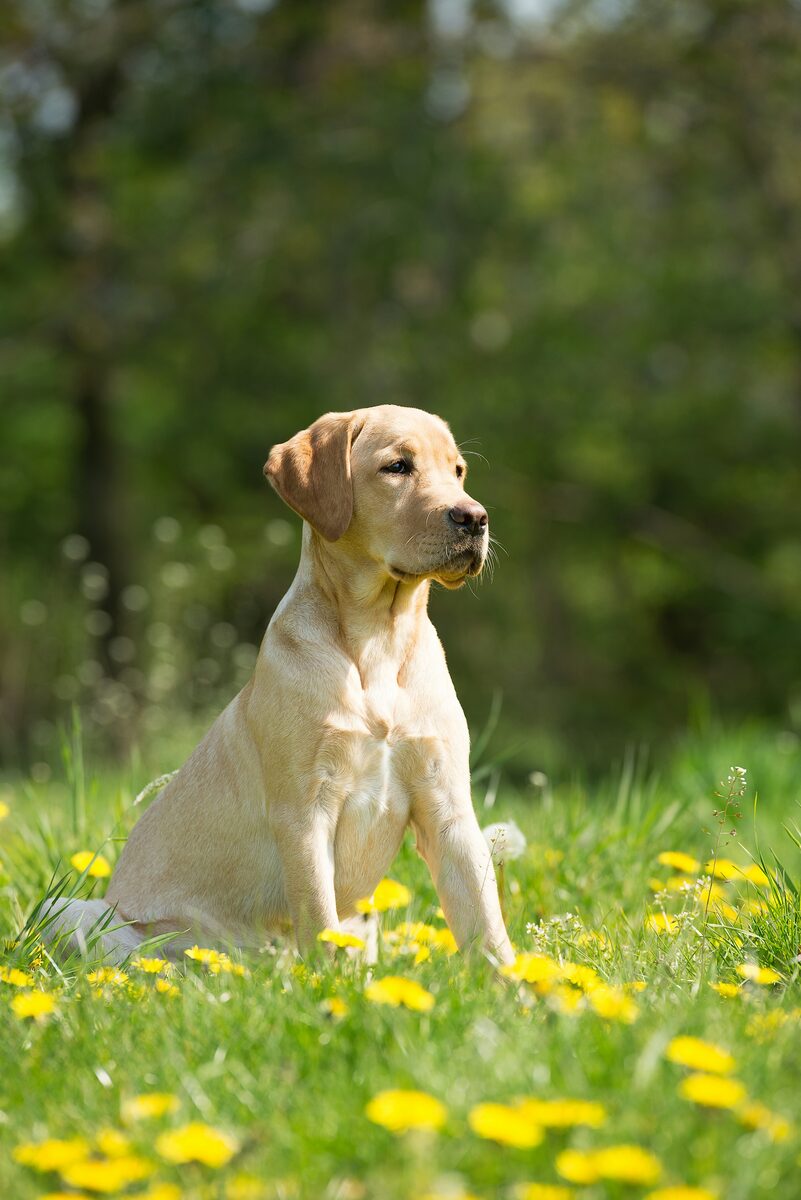 Dog enjoying time outdoors in the field